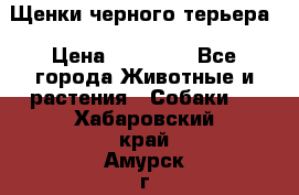 Щенки черного терьера › Цена ­ 35 000 - Все города Животные и растения » Собаки   . Хабаровский край,Амурск г.